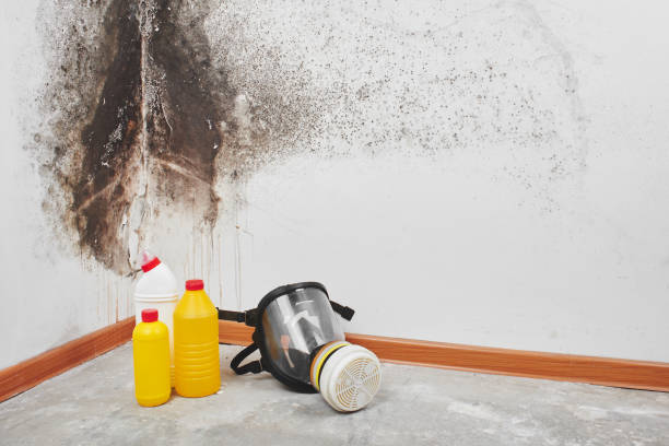 Best Commercial Mold Removal  in Loxley, AL