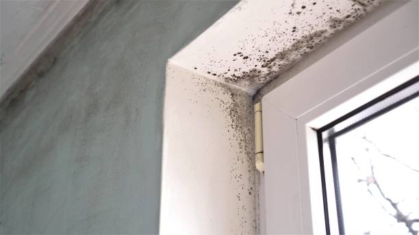 Best Fast Mold Removal  in Loxley, AL