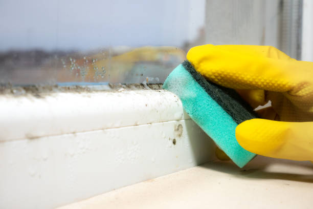Best Local Mold Removal Service  in Loxley, AL