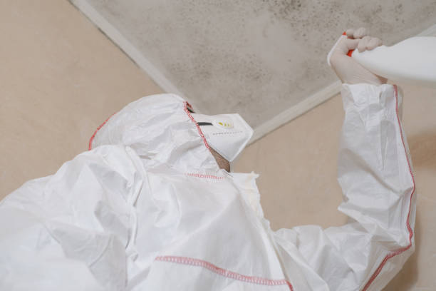Best Certified Mold Removal  in Loxley, AL