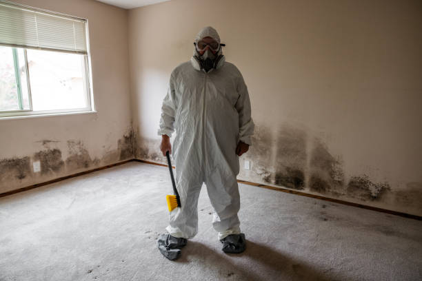 Best Mold Removal Process  in Loxley, AL