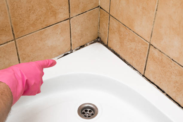 Best Toxic Mold Removal  in Loxley, AL