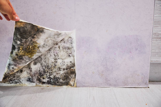 Loxley, AL Mold Removal Company